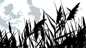 Earthy theme grass sillhouette sky 